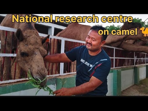 NATIONAL RESEARCH CENTRE ON CAMEL 🐪🐫 BIKANER