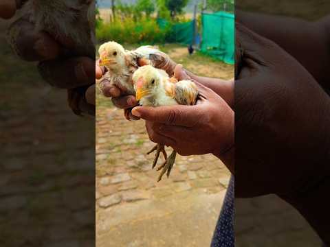 Chicks#youtube#ytshorts#chicken