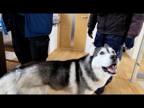 電気工事屋さんに上手に甘えて懐に入ろうとする犬と猫がこちら