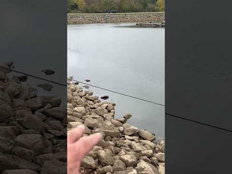 Best Marina Fishing Trick Ever