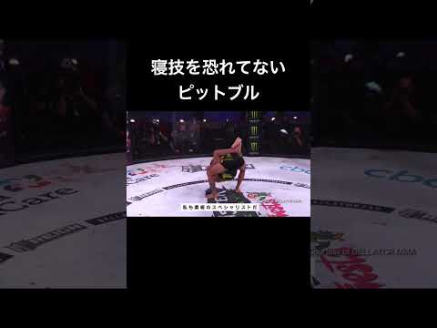 寝技を恐れないピットブルがやばすぎる....【RIZIN】#shorts