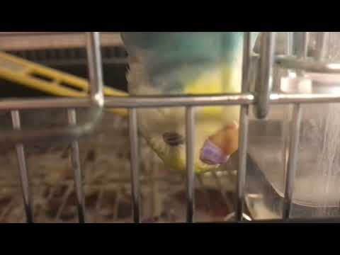 急に鳴き出すインコ