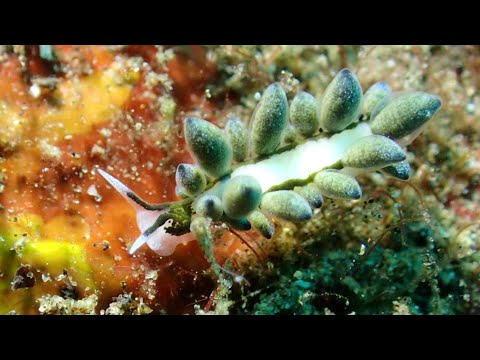 [エルコラニア・エンドフィトファガ] アリモウミウシ属 Ercolania endophytophaga in amed bali