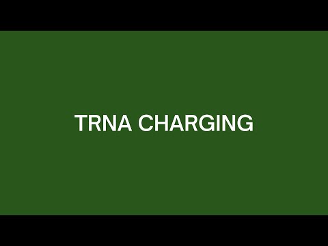 tRNA Charging