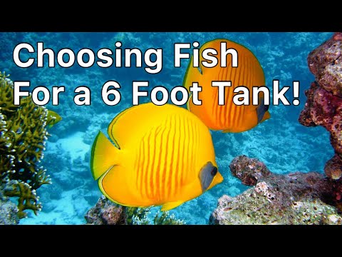 Help Me Choose Fish! The Prestige Reef Dork Show Ep 40