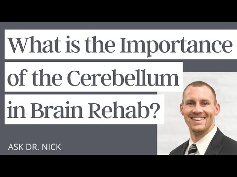 What is the Importance of the Cerebellum in Brain Rehab?