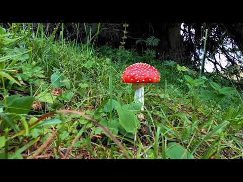 Magic Mushroom | Copyright Free Video Footage