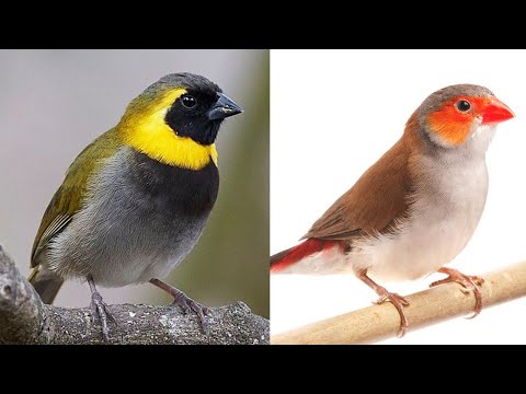 Out of quarantine! Estrilda melpoda (Orange-cheeked waxbill) & Tiaris canorus(Cuban grassquit)