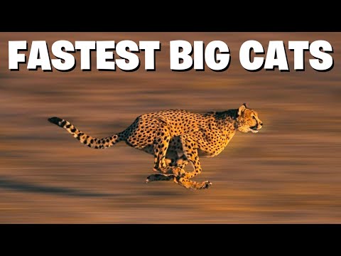 Top 10 Fastest Big Cats In The World