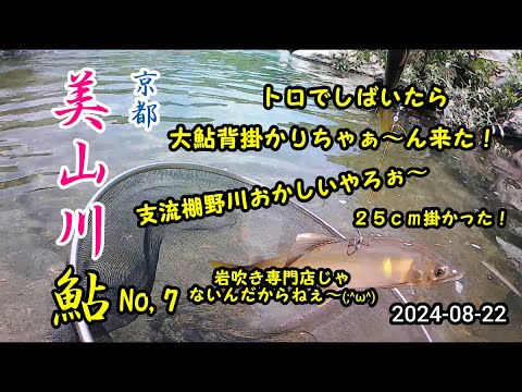 2024-08-22  京都美山川 アユ友釣り調査！No,7支流棚野川編