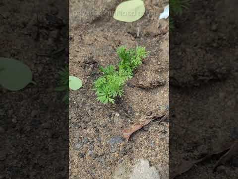 మేము పెట్టిన బుజ్జి బుజ్జి మొక్కలు  #potatoplant #carrotplant #garden #smallplants #shorts #telugu