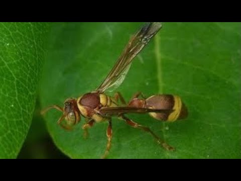 【危険な蜂】凶暴な蜂.オキナワチビアシナガバチの巣に袋がけしてみたw 蜂の駆除🐝