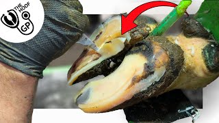 STRIPPING & PEELING layers of HOOF HORN away from a sore problem