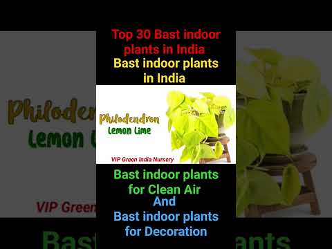 top 40 indoor plants for Clean Air Bast indoor plants in india