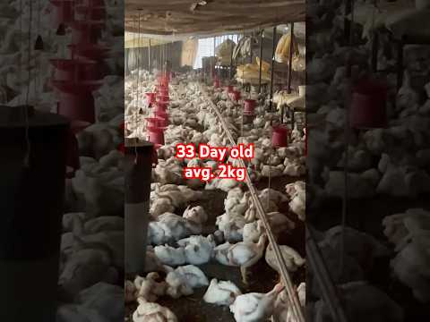 33 day old chicks avg. weight #love #punjabi #punjabisong #song #punjabimusic#humblemusic #jassmanak