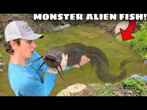 I Found a MONSTER Alien Fish!