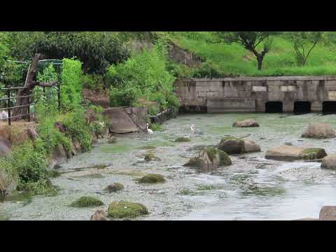 【アオサギとチュウサギのにらめっこ】大雨翌日の分水池🎉