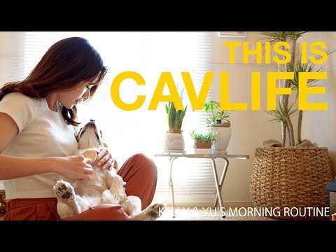 🐶👩【Morning Routin】キャバリアケリーの朝活｜お気に入りが増えた日♩