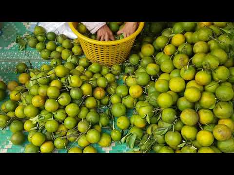 Cambodian Oranges ("Croich Pursat")