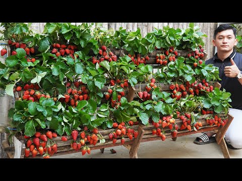 Growing Strawberries In A Vertical Garden Yields 5 Times Faster Harvest