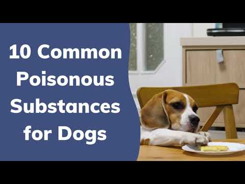 Top 10 Common Poisonous Substances for Dogs | Wag!