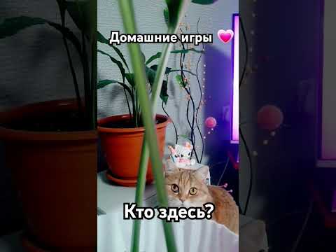 Домашние игры #котики  #любимыепитомцы