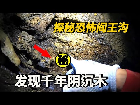 小夥探秘閻王溝恐怖傳說，竟然發現千年陰沉木和神秘洞穴，接下來發生了什麼讓他直呼震撼？