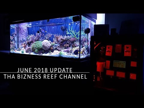 The 180g Display Tank update for June 2018 - Making Rookie Water Changing Mistakes!