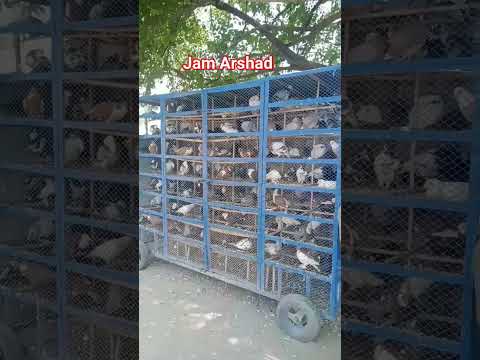 #beautiful #kabootar #pigeon #whitepigeon #pigeonwings #bird #pigeonbird #sadstatus #birdspecies