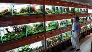 The Most INCREDIBLE PLANTED AQUARIUM FISH STORE TOUR in Japan!