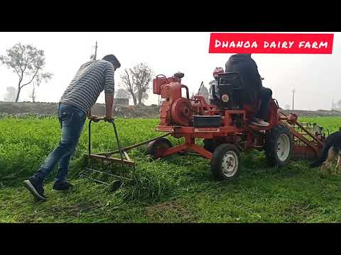 Dasmesh agro DAW 931 cutting makhan grass #advanta #dasmesh #daw #dhanoafarm#farming #agriculture #f