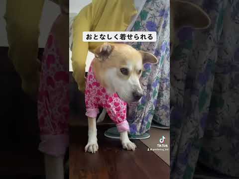 服は嫌いだけど腹を括る。 #保護犬を家族に #rescuedog #可愛い犬＃dogrun#doglover #doggo #シニア犬