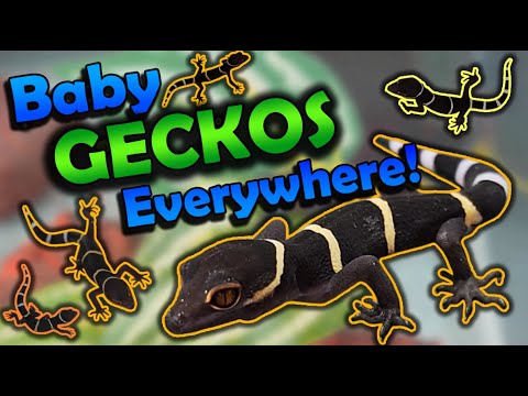 Chinese Cave Geckos- Babies Hatching and Care Tips!