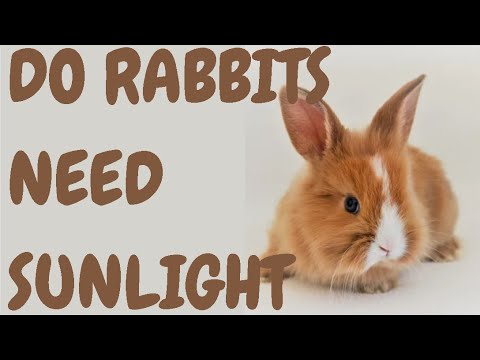 Do Rabbits Need Sunlight