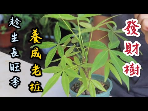 【天天小花農】發財樹，趁著生長旺季，趕緊養成老桩，養的枝繁葉茂！