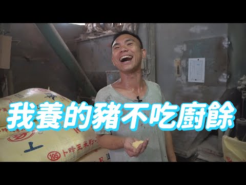 我家的豬吃超好，破解豬都吃廚餘的迷思｜豪豪農場EP1