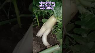 देख लो दोस्तों नहीं तो पछताओगे ||RADISH FARMING ||Mooli||#kisan#shorts