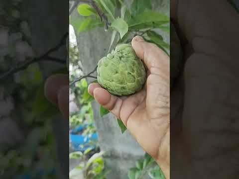 Custard  apple harvest from my terrace garden