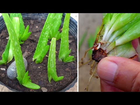 Propagated Aloe vera leaves