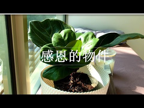 感恩日记: 物件篇 #正念生活#感恩#快乐#幸福#正念