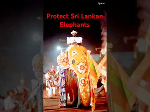 Protect Srilankan Elephants #nature #elephant #nadungamuweraja #kandyesalaperahera #animal #giant