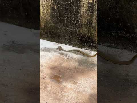 പാമ്പ് തവളയെ പിടിക്കുന്നത് കണ്ടോ😳 #snake #snakevideo