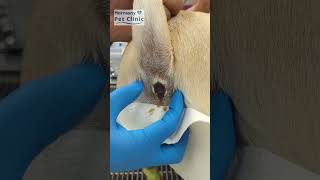 How to express anal glands of your pet at home. #dog #pet #pettalk #analglands #analglandabscess