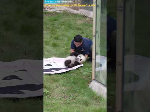 奇三妹这辈子最幸运的事 The luckiest thing in Qi Sanmei’s life #panda #cute #funny #redpanda #giantpanda