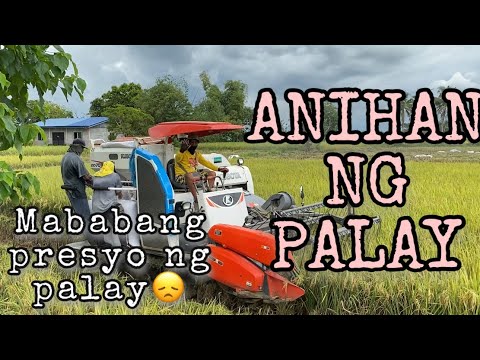 Buhay sa Bukid/Magsasaka | Promdi | Ang Baba ng Presyo ng Palay!| Maulang Anihan😥