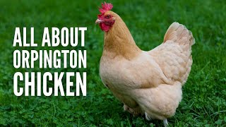 Orpington Chickens: Breed Profile, Facts and Care