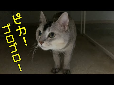 雷様ごめんなさい(泣)さっちゃんの懺悔！おしゃべりペット