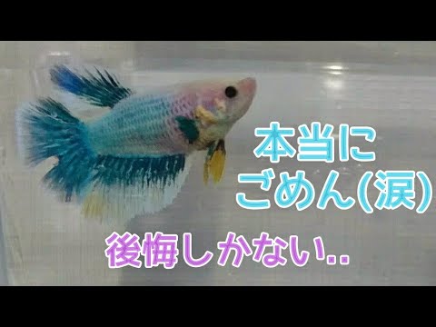 本当にごめん(涙)後悔しかない😢メスベタ(後編)