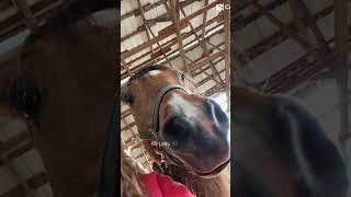 #plsgoviral #horse