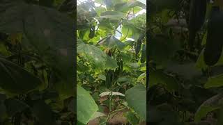 #cucumber#viralvideo #agriculturelife #farming #ytshort